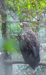 Fototapeta premium Close-up of a rescued eagle in a wildlife sanctuary
