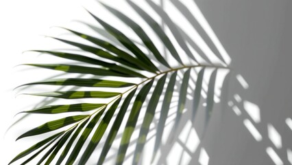 Shadow of Palm Leaf Overlay