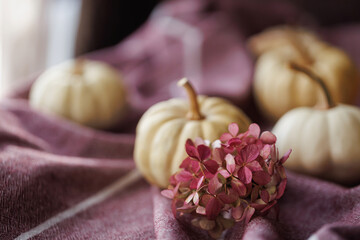 White pumpkins and pink dried hydrangea flowers placed on a soft, textured fabric in warm, muted tones for a cozy autumn aesthetic
