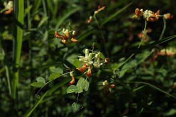 Obraz premium 활량나물