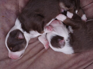 Two puppies are sleeping on a blanket