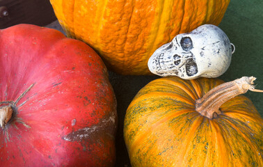 Still life for halloween skull jack o'lantern pumpkin with chrysanthemum red and blue colors