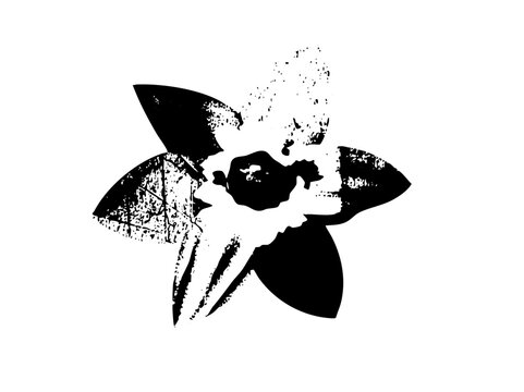 Vector Elegant floral emblem features a stylized daffodil .