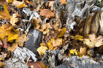 A closeup of the ground covered in dried branches and leaves under the sunlight in autumn