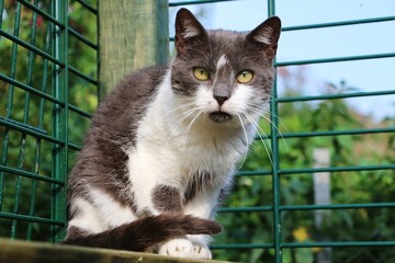 portrait of a grey and white cat sitting outside in its outdoor enclosure and enjoying the sun