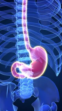 Human stomach discomfort medical concept