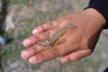white shrimp, Litopenaeus vannamei, with a background of a cultivation pond