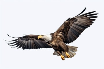 Obraz premium Majestic bald eagle soaring with outstretched wings in bright sky