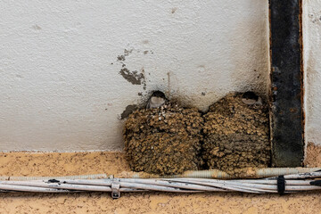 Swallows in mud nests on wall, France, Corsica, Cargèse, 15 June 2025