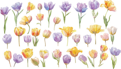  tulip watercolor clipart