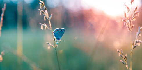  Amazing butterfly closeup macro on grass meadow with sunset light beams dreamy bokeh lush foliage beautiful leaves soft blurred natural background vibrant insect detail in glowing summer nature scene