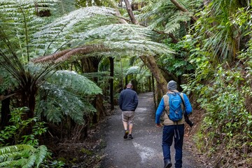 Two men hike through a lush fern forest in New Zealand. One man carries a camera, suggesting he is a photographer exploring the natural beauty of the area.