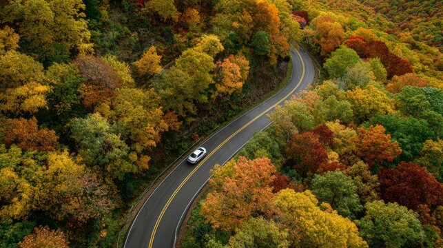 Bird's eye view of fall colors along winding forest road