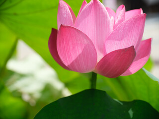 蓮の花