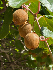 Fruit and leaves of kiwi fruit growing on tree. Environmentally friendly products. Nutrition and health. Nature in summer.