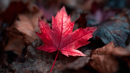 High contrast autumn leaves with red maple focus