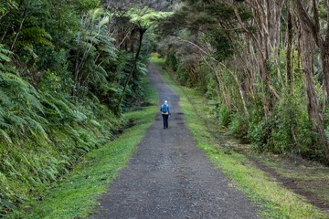 Obraz premium A hiker with a blue backpack walks along a gravel path through a lush green forest in New Zealand. The path leads into the distance, surrounded by ferns and trees.