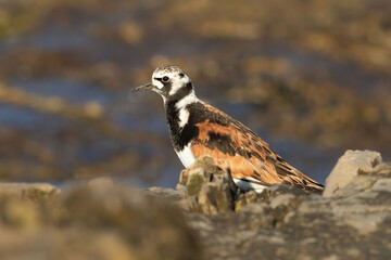 Ruddy turnstone in the vicinity of a sea harbor