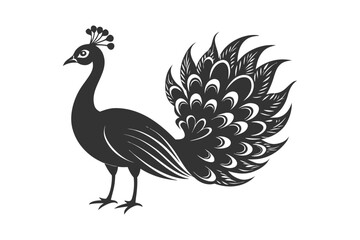 Fototapeta premium peacock vector illustration