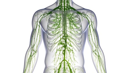 Human Lymphatic System Upper Body Anatomy Medical Illustration