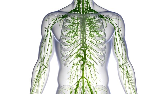 Human Lymphatic System Upper Body Anatomy Medical Illustration