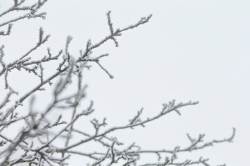A detailed close up of a tree branch adorned with snow covering it, set against a plain white background that enhances the scenes beauty