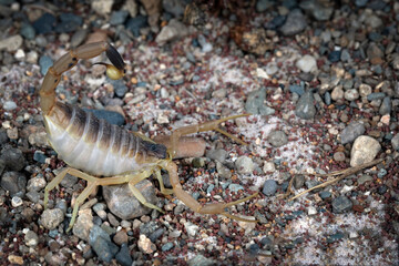 Deathstalker (Leiurus quinquestriatus) scorpion closeup on gravel, Deathstalker scorpion closeup in a defensive position