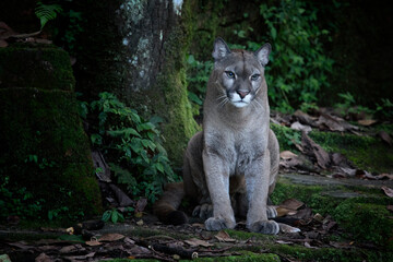 Cougar (Puma concolor) also known as mountain lion is observing, Portrait of beautiful puma in forest