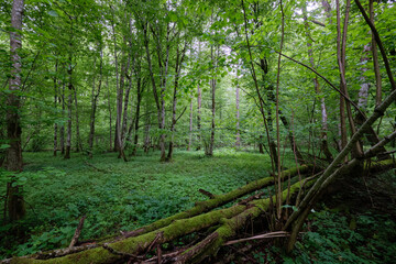 Obraz premium Late springtime deciduous forest with fresh green rich trees around