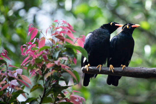 a pair common hill myna (Gracula religiosa) or the hill myna bird perched close up on branch