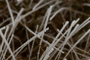 This image showcases a closeup view of a beautiful plant that is delicately covered in frost, highlighting the intricate details of winters chill