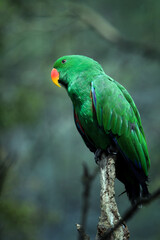 Portrait of green parrot on branch, Moluccan Eclectus (Eclectus Roratus) a species of parrot native to the Maluku Islands (Moluccas) known for extreme sexual dimorphism