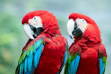 a pair Scarlet Macaw from side view, Scarlet Macaw closeup head