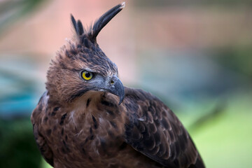 Javan Hawk Eagle ( Nisaetus bartelsi) closeup head