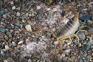 Deathstalker (Leiurus quinquestriatus) scorpion closeup on gravel, Deathstalker scorpion closeup in a defensive position