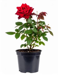 A vibrant red rose blooming in a black pot, symbolizing love and beauty, perfect for gardens or interior decoration.