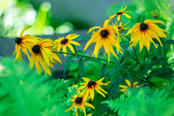Sunny garden flower helenium on a blurred background.