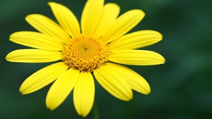 Bright yellow daisy or sunflower close-up. Vibrant garden flower photography. Star-like petals with orange center. - Powered by Adobe