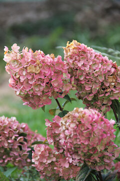 Inflorescences of pink Hydrangea paniculata Magical candle on a background of green lawn