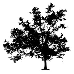 Vector Detailed black silhouette of a leafy tree .