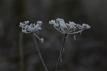 This is a closeup image of two delicate flowers that are beautifully covered in a layer of frost, set against a dark and moody background