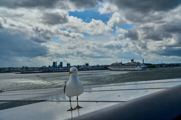 seagull sitting on the railing of a car ferry.