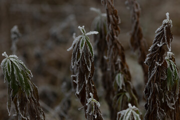 This image features a detailed closeup of a beautiful plant that has frost delicately covering its...