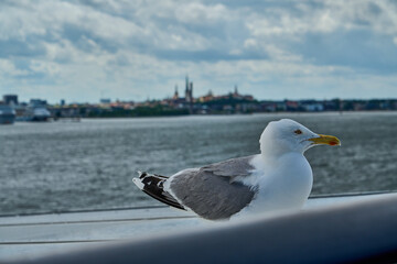 seagull sitting on the railing of a car ferry.