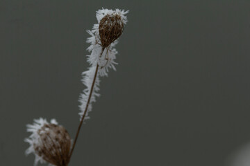 This is a closeup view of a delicate plant that is covered in frost, beautifully set against a soft...