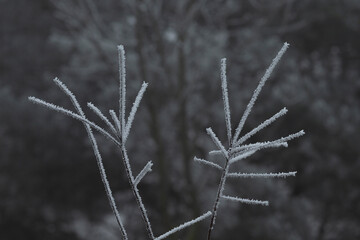 This stunning black and white photograph captures a beautiful tree branch that is elegantly covered in delicate frost crystals, showcasing winters icy artistry