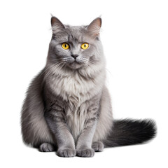 Majestic Gray Cat Portrait with Striking Yellow Eyes, Isolated on White Background.