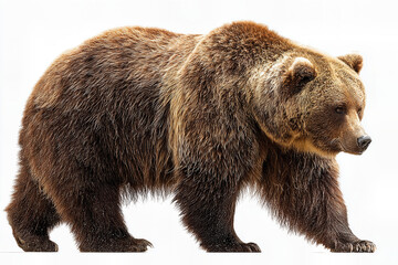 Fototapeta premium A magnificent and powerful Brown Grizzly Bear walking, showcasing its thick fur and majestic presence, a true symbol of the untamed wilderness and raw nature. 