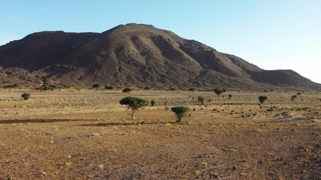 Moroccan sahara desert drone footage, Acacia tree dry river merzouga desert 