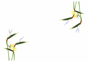 ストレリチア白フレーム